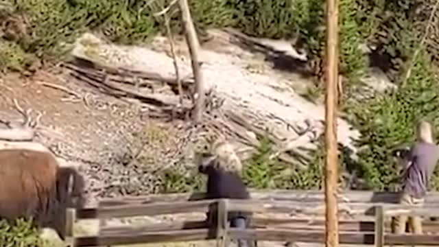 Bison Surprises Tourists On Yellowstone Boardwalk