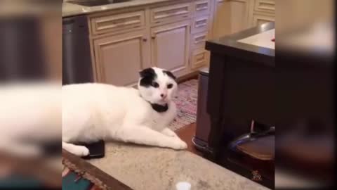 Small Compilation of Funny Cats