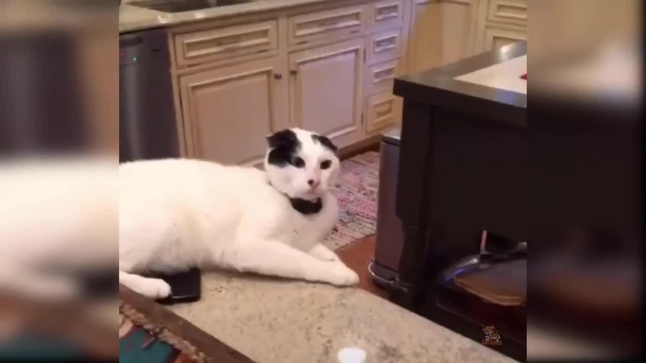 Small Compilation of Funny Cats