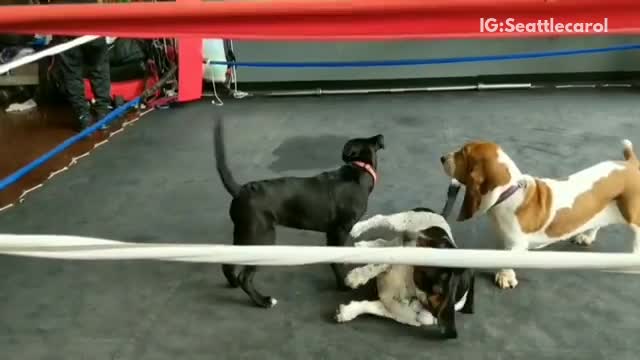 Three small dogs fighting in boxing ring