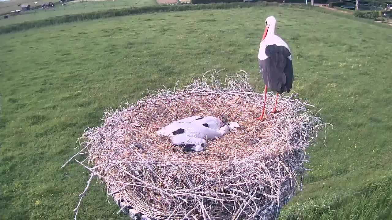 Ooievaar Wilsum - 3e jong (zelf) uit nest - 2017