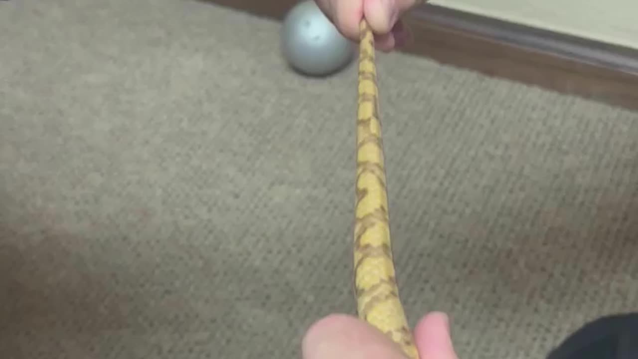 Chiropractor adjusts snake! LOUD POPS