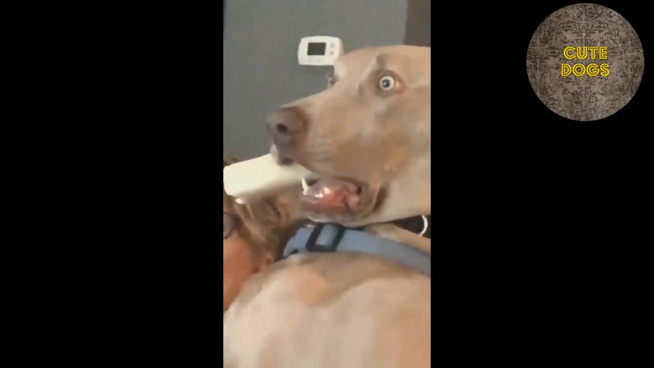 Funny dogs video