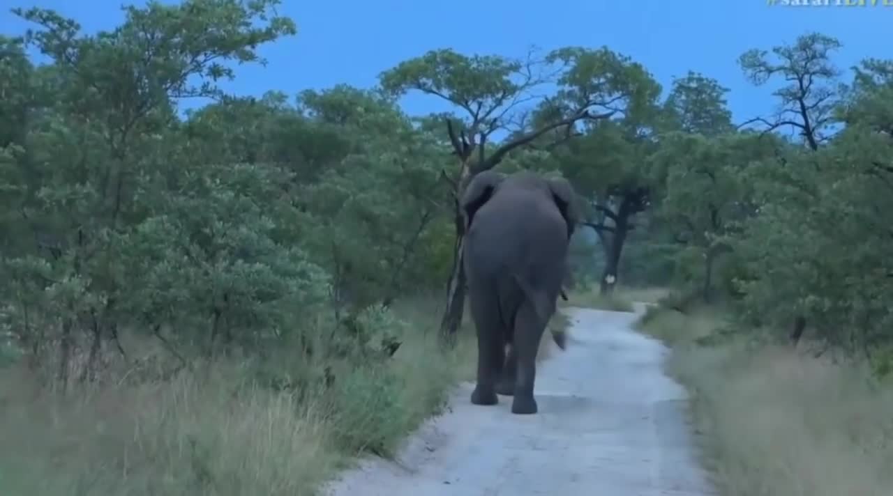 April 14, 2017- Very Large Elephant Bull in full Musth with James Hendry