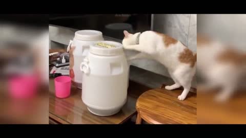 Baby Cats - Cute and Funny Cat Videos Compilation