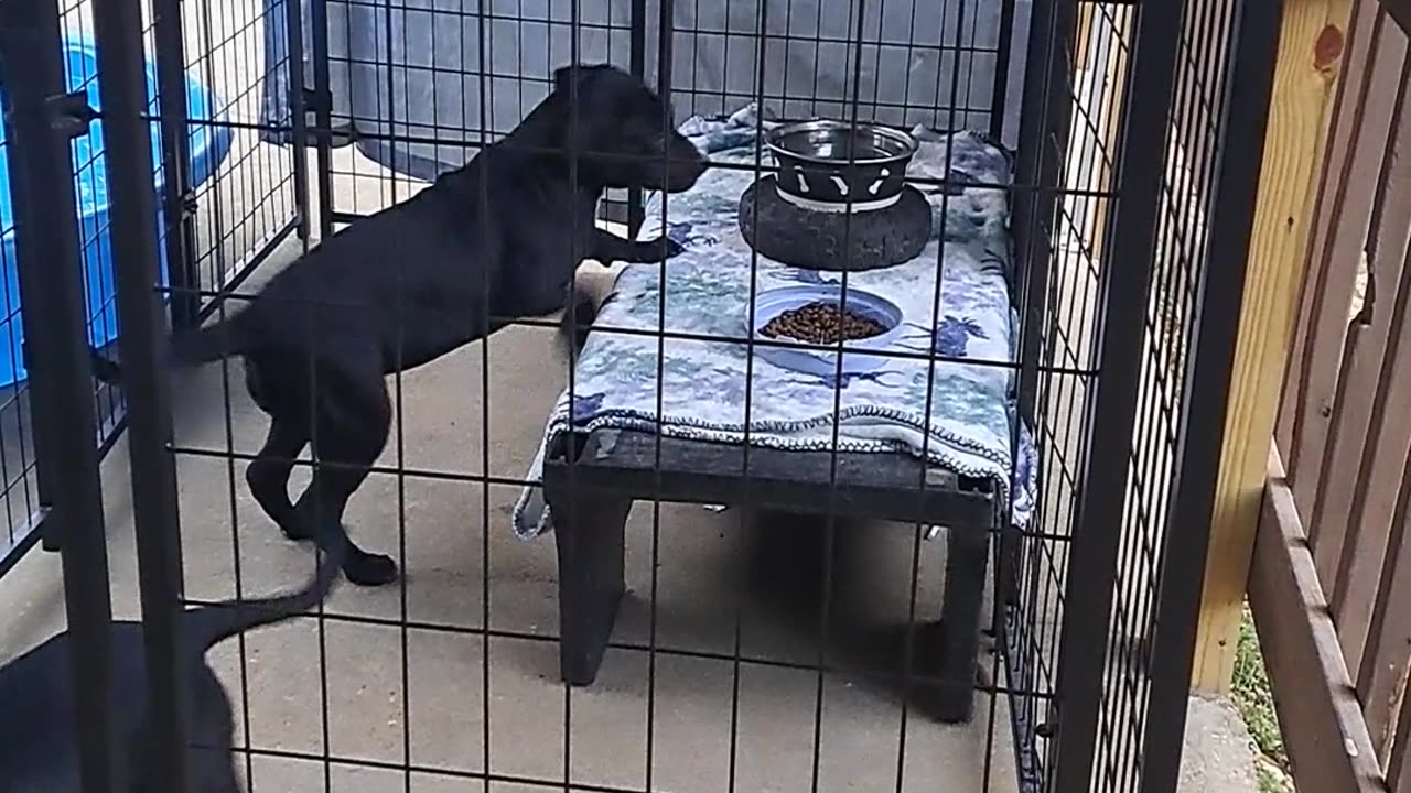 Coco Chanel & Cora Playing 4