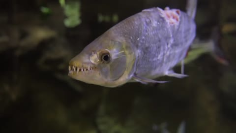 Hydrocynus goliath, also known as the goliath tigerfish, giant tigerfish