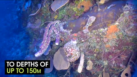 Amazing Footage Of The Cuban Reef