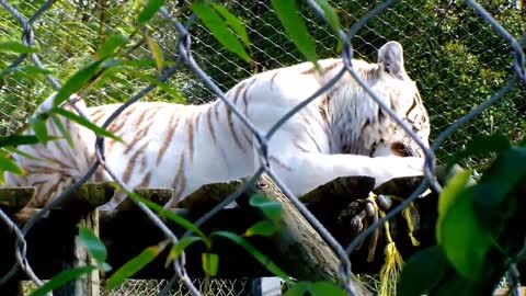 Siberian Tiger Have You Seen