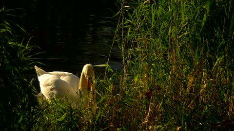 White swan in the lakeshore