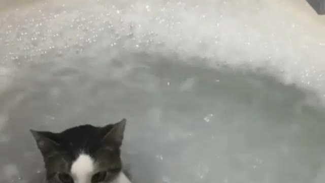 Ilario video of cute kitten bathing in a hydro massage