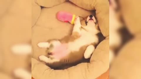 Sleep too deep, I can't even wake up Corgi