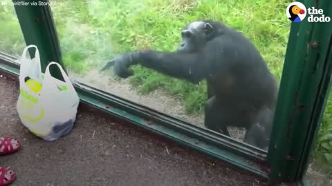 SMART Chimp ask the visitors of the zoo for drinking