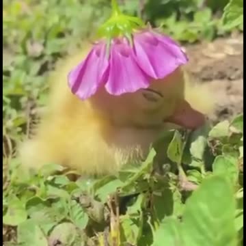 Daily dose of cute animals for you ❤️v33 Chill Lofi