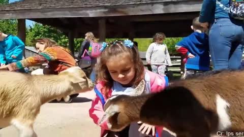 funny video dogs and kids funny video best funny video