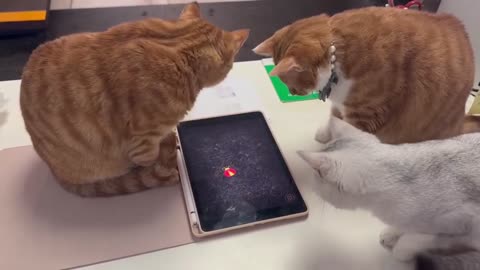 Cats playing a game