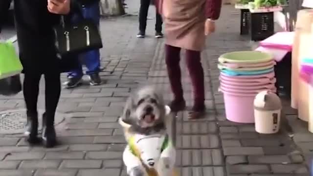 Watch: A super intelligent dog This dog can walk like humans, and perform human tasks.