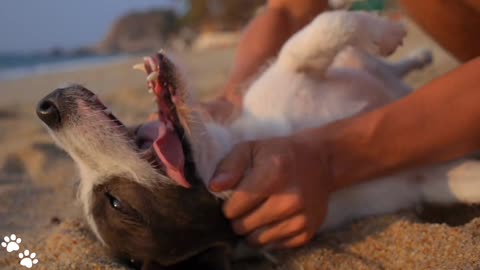 Dog sweet videos 🤗🤗🤗🤗