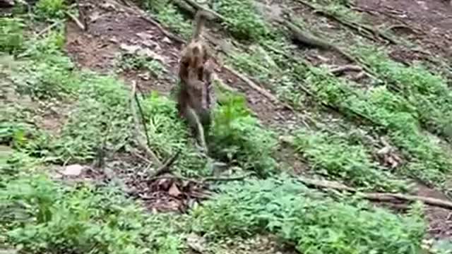 Cute Monkey China & Funny Love monkey| Animals Love #Short