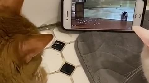 Best Funny Animal Videos 2022 😂 - Funniest Cats Watch Mobile Videos 😻