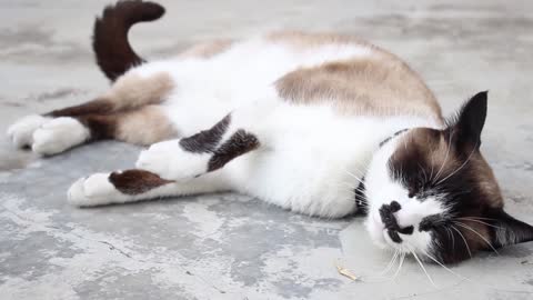 Cat sleeping outdoors.