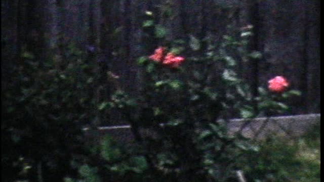 07/1959 Newberry visit and animals at the Island