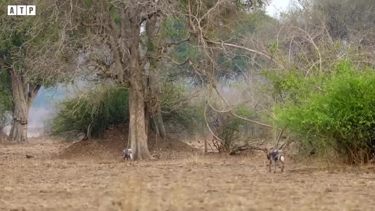 Hunting videos