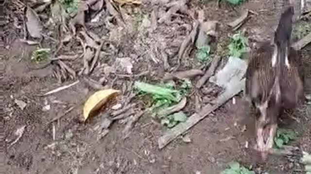 wife I play with the chicken, the chicken is really rocky