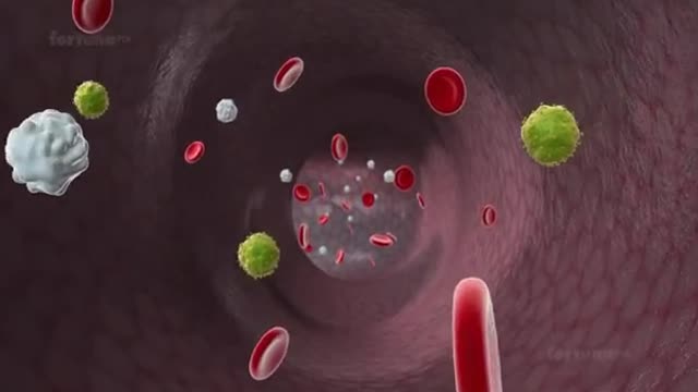 Types of immunity.