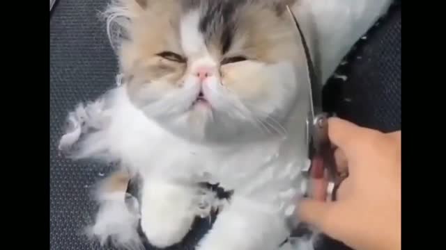 kittens and puppy having fun 😍😻