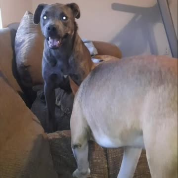 Dog Claire Bear's Eyes