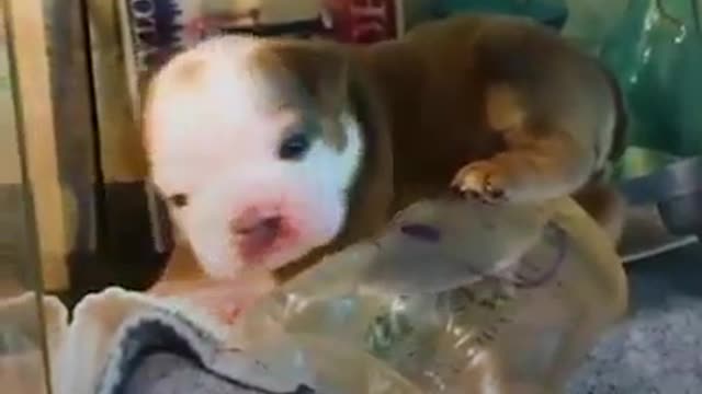 Bulldog Puppy Who Grew Up In Incubator Is So Big And Wild Now