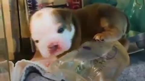 Bulldog Puppy Who Grew Up In Incubator Is So Big And Wild Now