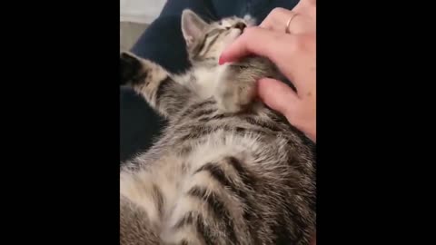 Funniest Cats 😹 - Don't try to hold back Laughter 😂