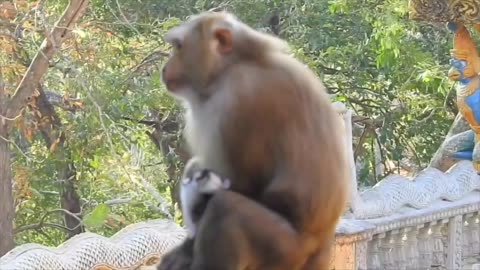 Adult monkey stole a little kitten