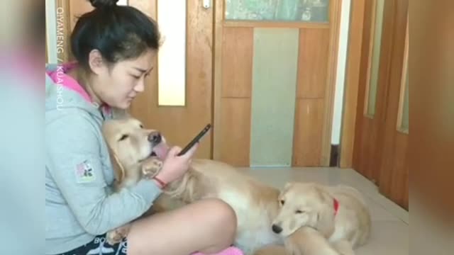 Cute dogs And Funny Animals compilation Jealous golden retriever dog 😂😊 - Cute Animals