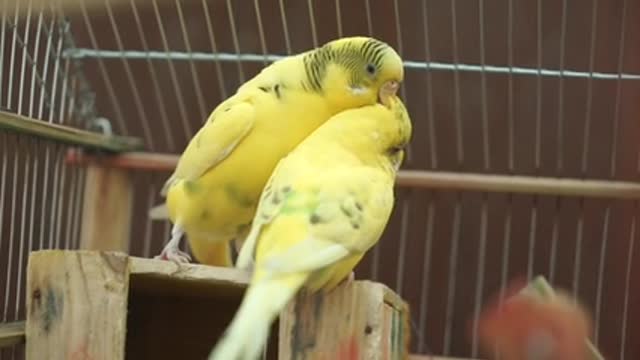 Close-Up Video Of Yellow Birds Perched On A Wood Surface ·