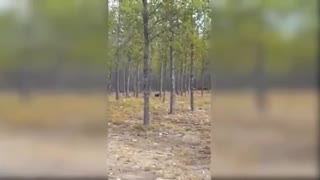 Two biggest wolves chaught on camera