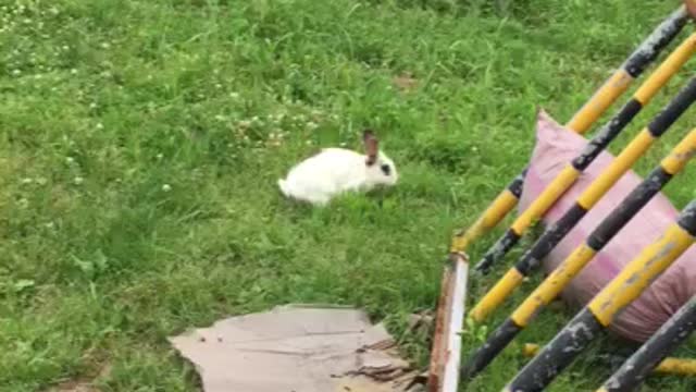 let's catch a rabbit But the rabbit runs away...