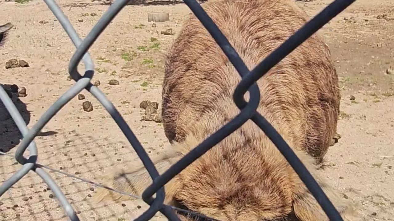 Piggy Farm and Leo