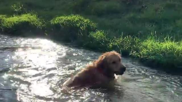 dog playing water