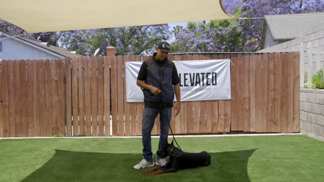 DOG TRAINING FUNDAMENTALS: LESSON 3 LURING