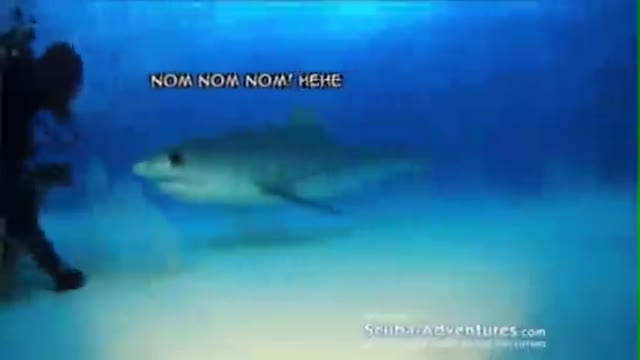 Kawaii Shark