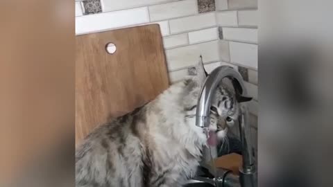 Cat loves tap water