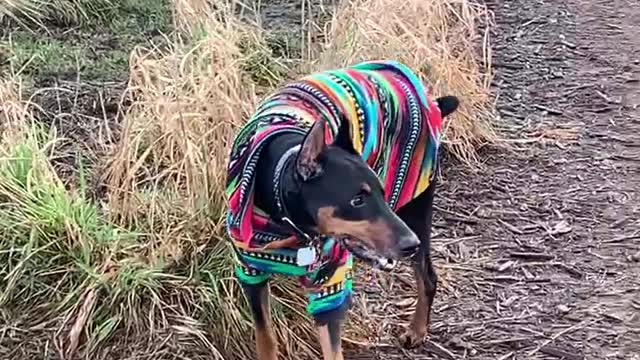 RUNNING AT MARYMOORE DOG PARK 1.2021