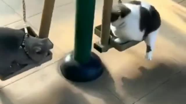 cats working out in gym