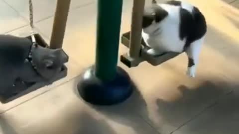 cats working out in gym