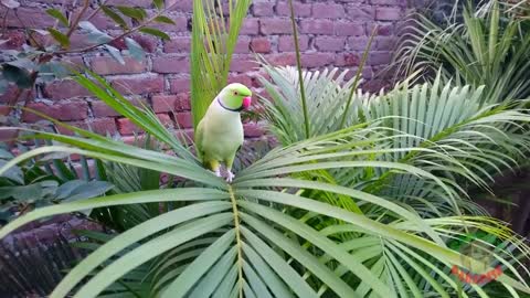 NaturalParrotSoundsp3
