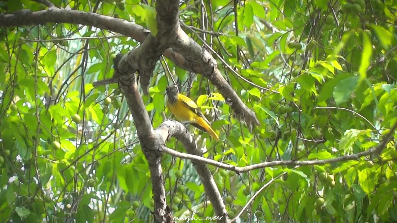 A yellow bird is searching for food💛