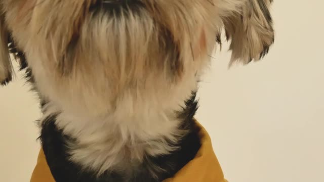 Doggy style doggy short video status ♥️